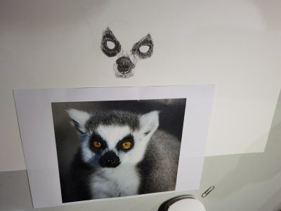 Ilustrando los ojos de un lemur