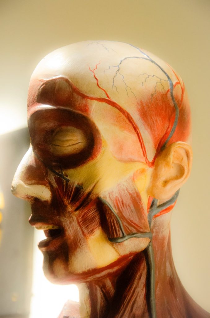Modelo anatómico de la cabeza humana con músculos y vasos sanguíneos expuesto en el Museo Laboratorium.
