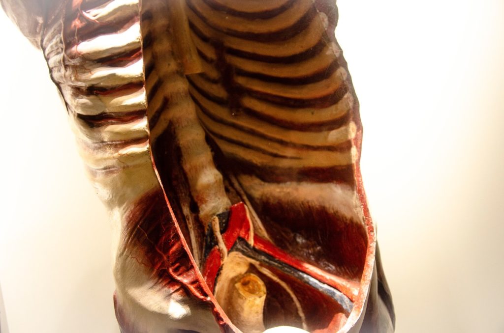 Detalle de modelo anatómico del torso humano con costillas y órganos internos expuesto en el Museo Laboratorium.