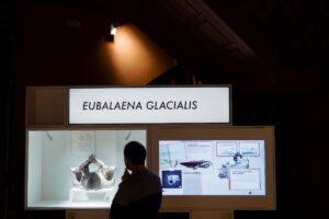 Bergara ezagutzeko bisita gidatuak